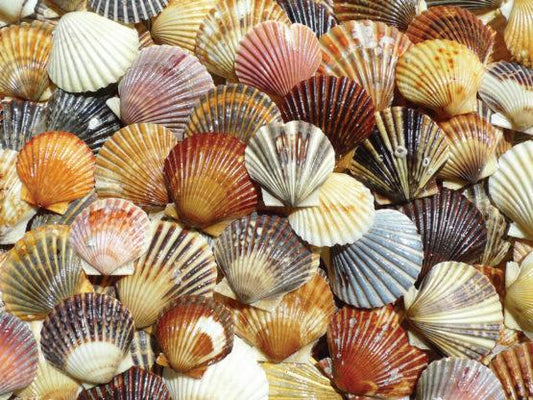 Bay Scallop Beauties