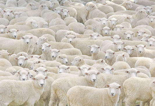 Beverly M81-627 Jigsaw Puzzle Gathering Of Sheep (1000 S-Pieces) Small Piece Puzzle